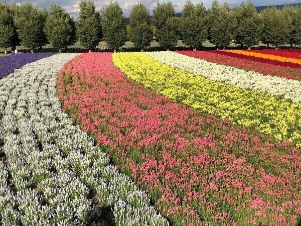 【未経験者歓迎】英語力を活かして北海道の魅力を発信！旅･･･